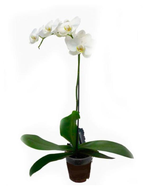 Орхидея Флобас Фаленопсис 1 стебель, d 9 h 35 см