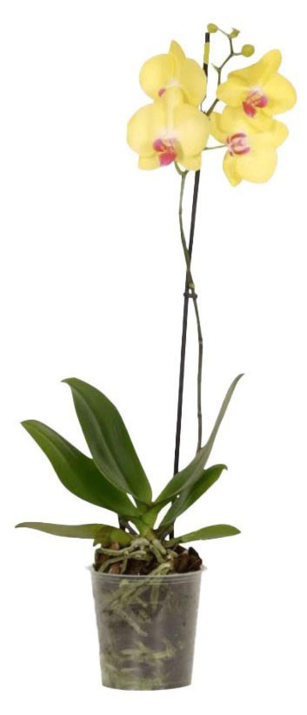 Орхидея Флобас Фаленопсис 1 стебель, d 6 h 20 см