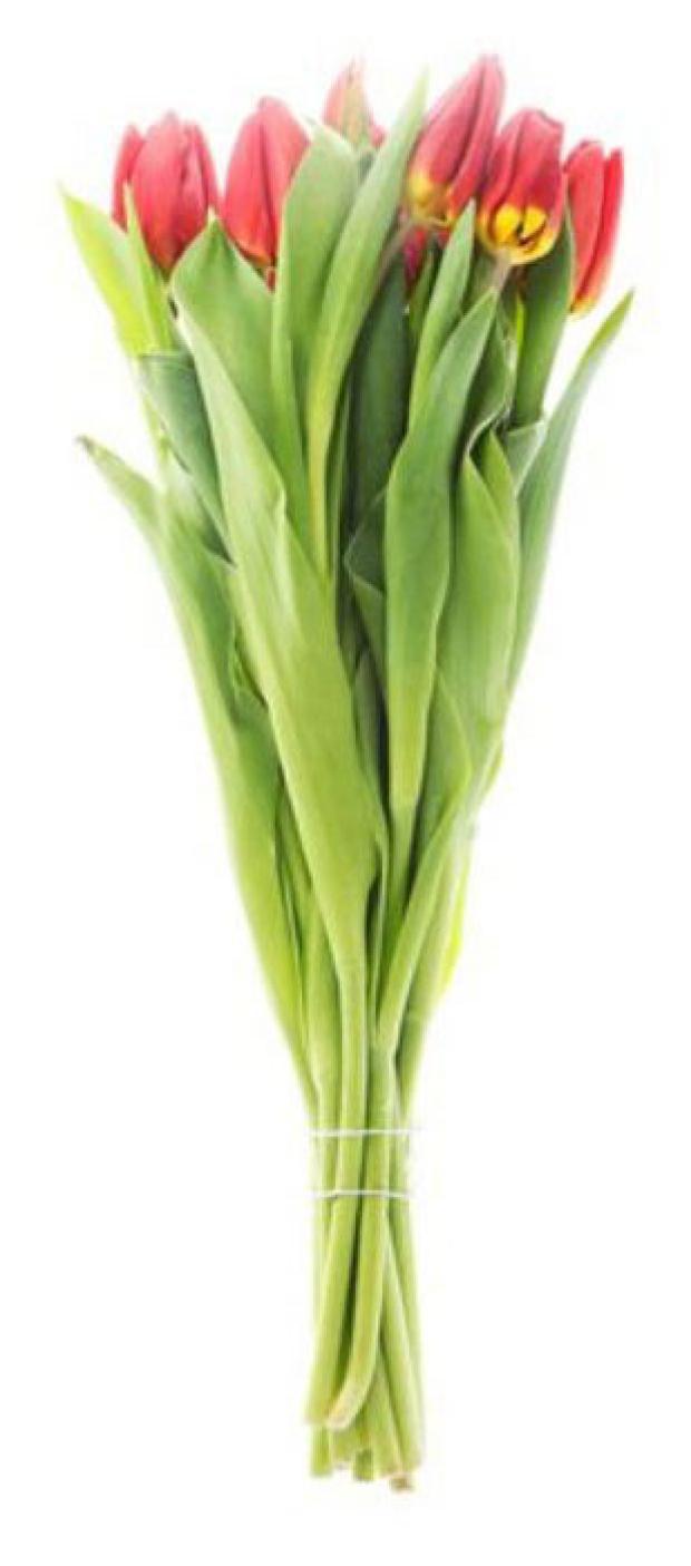 Тюльпан Флобас в матовой пленке h 40 см, 9 шт
