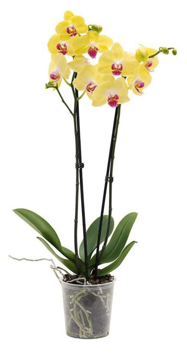 Орхидея ЕИС Логистик Амбрелла 2 стебля, d 12 h 50 см