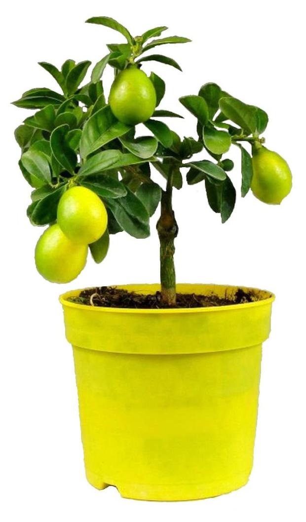 Цитрус лимон ЕИС Логистик, d 12 h 25 см